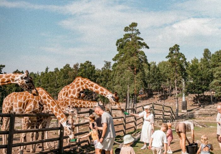 Exklusiv visning giraff_7 Exklusiv visning giraff_7
