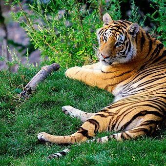 bengal-tiger-1149535__340
